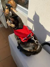 Arnés y correa reflectantes para gato, ropa transpirable a prueba de Escape para mascotas, chaleco ajustable de fácil Control