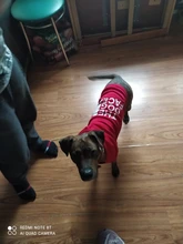 Sudadera con capucha para Perro, Ropa de invierno para mascotas, abrigo, Chaqueta de algodón, Ropa para Bulldog Francés