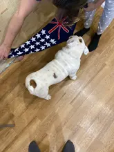 Coat Puppy-Suit Dog-Sweater Dogs Small Golden-Retriever Chihuahua Stripe Winter Warm