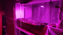 Phyto-Lamp Flower-Growth-Lighting Seedling Led Grow Cob-Chip Indoor-Plant Full-Spectrum