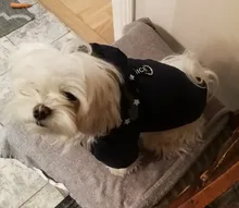 Pet-Dog-Clothes Clothing Coat Jacket Outfit Pets-Puppy-Costume French Bulldog Small Dogs