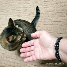 Pulsera magnética elástica de cuentas sencillas, brazalete de cuentas negras, joyería de salud