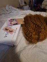 Marrón y rubia resaltar peluca mongol Afro rizado Pelo Rizado peluca pelucas de cabello humano para las mujeres 180 de densidad T parte de encaje peluca 13x6 6x1Remy