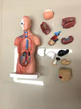 Torso humano cuerpo modelo de anatomía, anatómico médico los órganos internos para la enseñanza Dropshipping. Exclusivo.