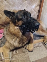 Mascarilla antiladridos para perros, máscara de silicona para evitar morder, con ventilación