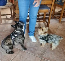 Arnés ajustable para perros y gatos, correa reflectante y transpirable, arnés tipo chaleco para perro y mascota