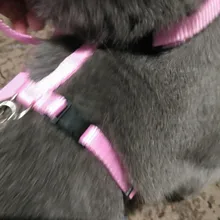 Pet Cat Collar Harness And Leash Adjustable Nylon Pet Traction Dog Kitten Halter Collar