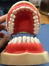 Modelo de enseñanza Dental de Modelo Dental, modelo estándar con mordedores de 32 tornillos, goma dura suave, 28 y 24 dientes
