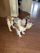 Dog-Backpack-Harness Lead-Carrier Pink Animal Small Cute with Leash-Set Little Pet-Cat