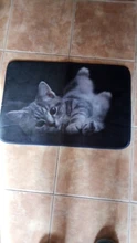 Floor-Mats Kitchen-Carpets Bathroom Welcome Anti-Slip Animal Cat Kawaii Living-Room Cat-Printed