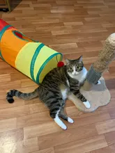 Self-Groomer-Toy Massage-Device Cat Catoy Pet-Cat with for Hair-Removal-Brush Dogs Comb