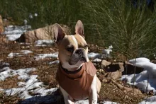 Jacket Vest Puppy-Clothing Pug-Coat Small Dogs Chihuahua Waterproof Winter Teddy Pet-Dog