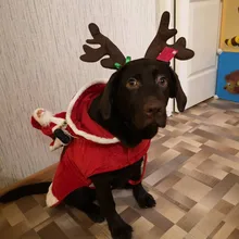 Hat Puppy-Festival-Accessories Party-Product Pet-Headband Hair-Hoop Dog Cat Cosplay Christmas