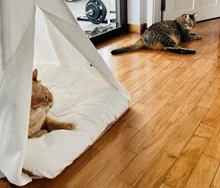 Tipi de Gato con cojín y pizarra para perros, carpa portátil para perros y casas de mascotas, tienda plegable de lona de madera para mascotas, cama para animales pequeños