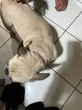 Collar ostentoso de perro de cristales para cachorro, Collar brillante con diamantes de imitación para mascotas, suministros de Perros pequeños S/M/L