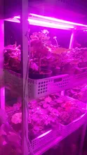 LED Grow Light 220V Full Spectrum LED Bar Lamp for Plants High Luminous Efficiency 8W
