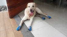 4 unidades/juego de zapatos para mascota de perro de lluvia, botines de goma antideslizantes portátiles, impermeables, zapatos de lluvia para perros y gatos, otoño e invierno, S/M/L/XL