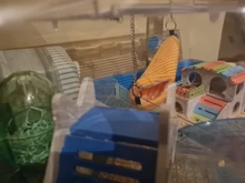 Hammock Hamster-Accessories House-Cage Sugar-Glider Bird Nest Small Animal Warm Bed 