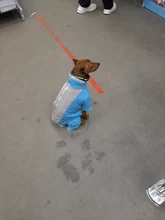 Winter Overalls for Dogs Warm Waterproof Pet Jumpsuit Trousers Male/ Female Dog Reflective