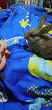 Botella de leche para mascotas, tetina de silicona de 30ml, Animal PEQUEÑO de alimentación, hámster, gato, perros, cachorro