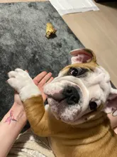 4 unids/set de algodón lindo caucho zapatos para perros impermeable antideslizante perro lluvia botas de nieve calcetines para perros grandes pequeños perros, gatos,