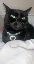 De moda para mascotas PET Coller cachorro perro gato mascotas con Collar de perlas accesorios amor diamante mascotas perros gatos Collar y Ldads joyería