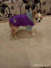 Hoodies Jacket Puppy French-Bulldog Small Dogs Waterproof Dog Chihuahua Winter Autumn