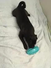 Juguetes de perro ventosa de silicona para perros de compañía Tug interactivo bola juguetes para mascotas masticar morder los dientes cepillo de limpieza de los perros Juguetes