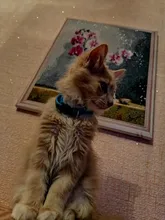 Cat-Collar Bell Pet-Product Reflective Elastic Charm Velvet-Material Safety Adjustable