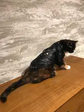 Pet Clothing Costumes Coat Kitten-Outfits Yorkshire Puppy Winter Warm Autumn for Chihuahua