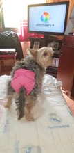 Pet-Physiological-Pants Underwear Diapers Dog Washable Female Short Puppy for Small Doggie