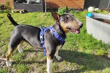 Truelove Front Nylon Dog Harness No Pull Vest Soft Adjustable Safety Harness For Dog