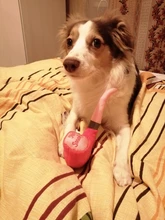 Dog Squeak Puppy-Toys Pets-Supplies Plush-Pipe Bulldog Chew Small-Dogs French for Yorkie