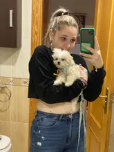 personalized Reflective Dog Cat Harness Vest Pet Adjustable Walking Leash Set for Puppy