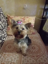 Horquilla para mascotas para perro y gato, accesorios, horquillas, lazo de moda, pinza de pelo para perro, tocado, decoración para el cabello de mascotas