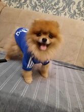 Adidog-ropa para perros pequeños, chaqueta con capucha deportiva de invierno, suéter de algodón suave abrigado puro, Chihuahua de peluche, ropa para cachorros