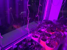 Lamps Growing-Lamp Led-Bulbs Seedling Greenhouse-E14 Phyto B22-Plant GU10 Full-Spectrum