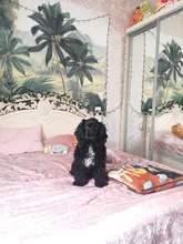 Pet-Bed House Kennel-Mat Puppy Washable Small Warm Large Dog Soft Cotton Medium Bone