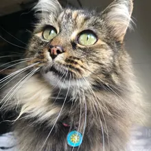 Collar de gato personalizado con estampado, Collar de gatito personalizado de liberación rápida con campana grabada, accesorios para gatos domésticos