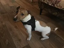 Durable Reflective Pet Dog Harness For Dogs Adjustable Big Dog Harness Pet Walking Harness