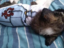 Barato Chaleco de verano para perro mascota perro para ropa de perros gato chaleco camisa perro ropa para perros traje Pequeño medio ropa para perro Chihuahua