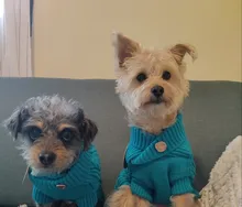UFBemo Knitted Cable Dog Sweater Dachshund Cat Pull Chien Teckel Clothes Christmas Winter