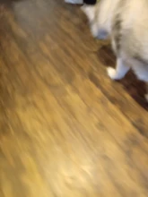 Traning-suministros de juguetes para perros, gatos de juguete graciosos, animales de peluche, Mint Teaser de gatito jugar interactivo, accesorios para mascotas