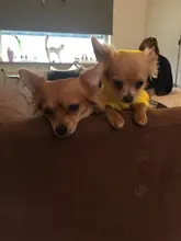 Pajamas Hoodie Cat-Costume Dog-Coat Puppy Cosplay SUPREPET Winter Cute Autumn Cartoon