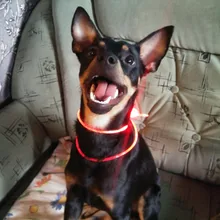 Leash Light-Up Pet-Collar Luminous Adjustable LED 1pcs High-Quality