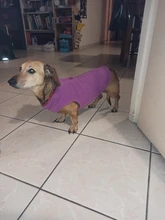 Camiseta de Carlino para mascotas pequeñas, disfraces de perros Yorkshire Terrier, Chalecos para perros y gatos, Chihuahua, Bulldog francés