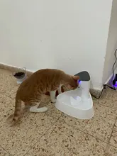 1.8L Cat Water Fountain Quiet Automatic Pet Water Dispenser For Cats Dogs Birds Electric