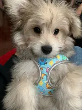 Arnés para perro o gato reflectante personalizado, chaleco para mascota, conjunto de correa ajustable para caminar para cachorro, perros medianos y pequeños, suministros para mascotas Chihuahua