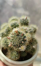 Teeth Grinding Catnip Toys Funny Interactive Plush Cat Toy Pet Kitten Chewing Vocal Toy