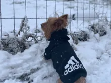 Adidog-ropa para perros medianos y pequeños, Sudadera con capucha de algodón, chaqueta cálida de dos patas, 2020
